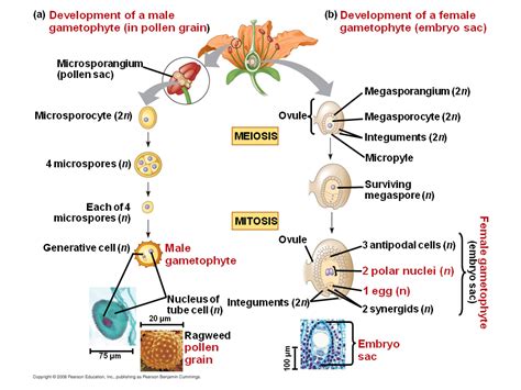 Which Of These Structures Contains A Male Gametophyte