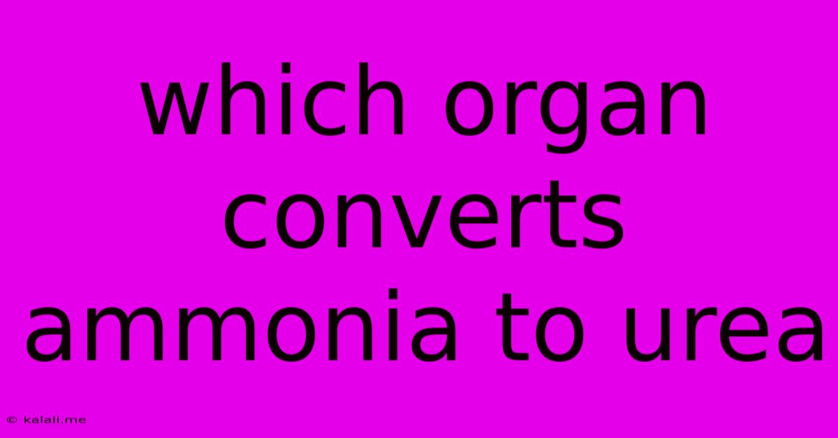 Which Organ Converts Ammonia To Urea