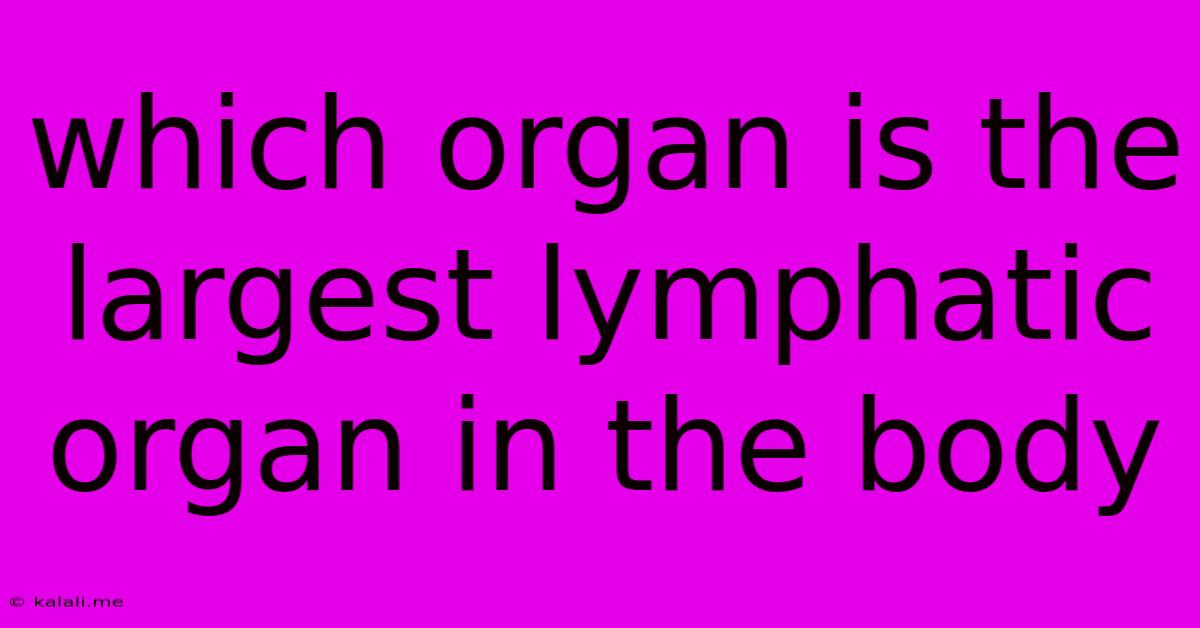 Which Organ Is The Largest Lymphatic Organ In The Body