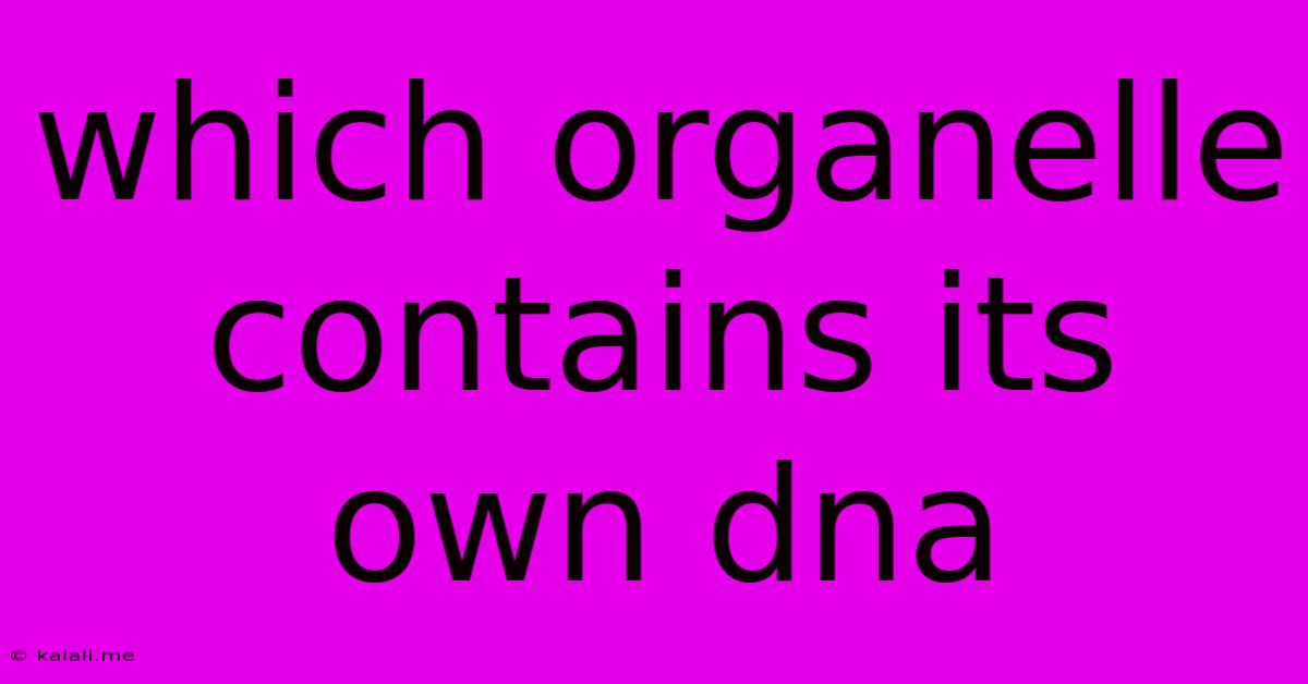 Which Organelle Contains Its Own Dna