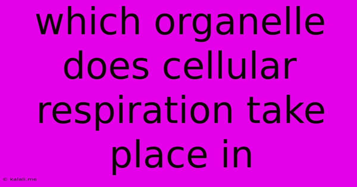 Which Organelle Does Cellular Respiration Take Place In