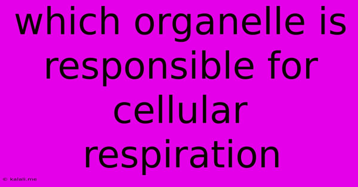 Which Organelle Is Responsible For Cellular Respiration