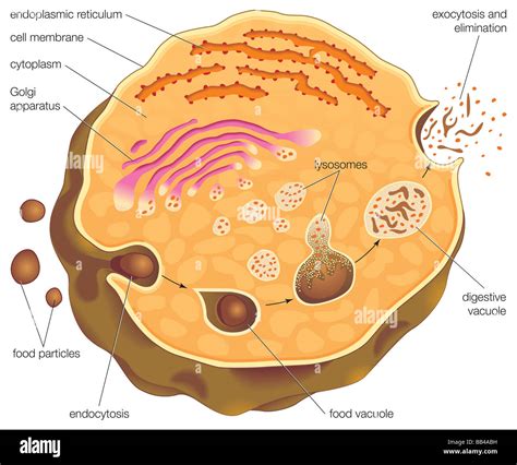 Which Organelle Plays A Role In Intracellular Digestion