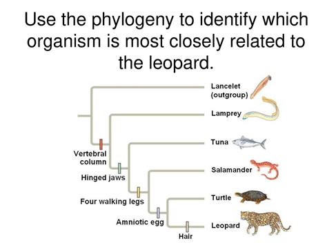 Which Organism Is Most Related To The Leopard