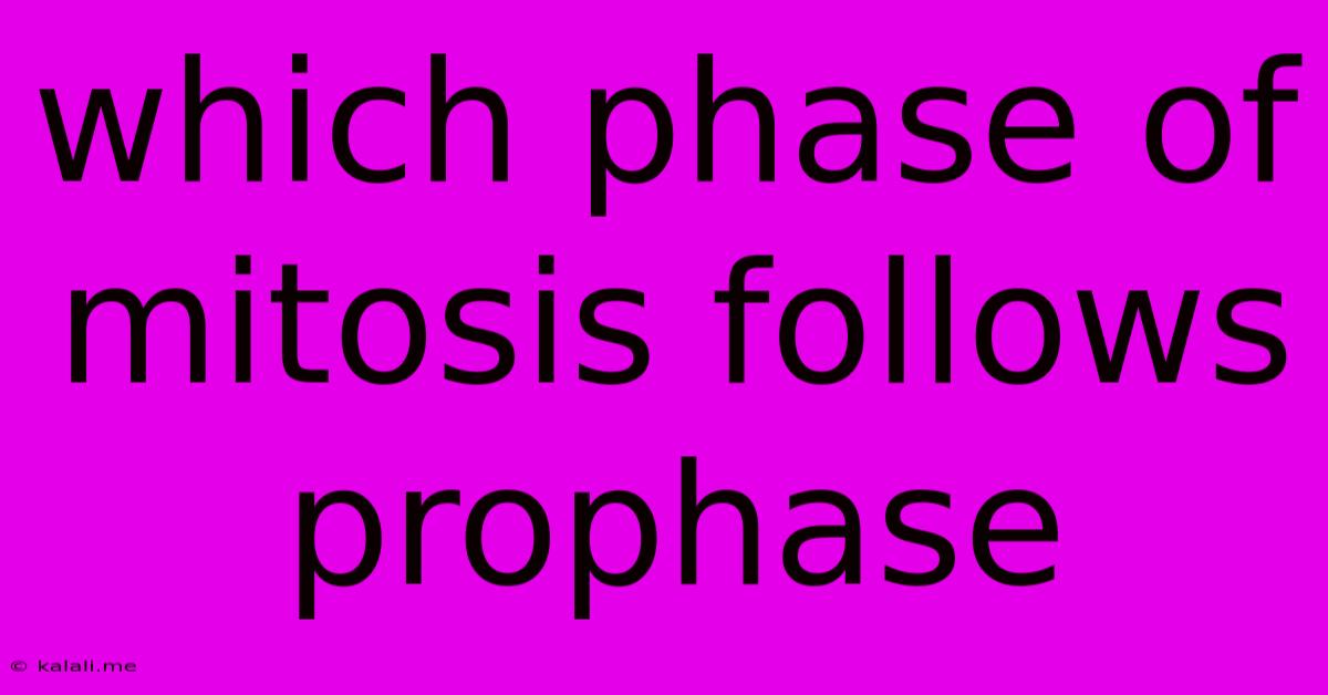 Which Phase Of Mitosis Follows Prophase
