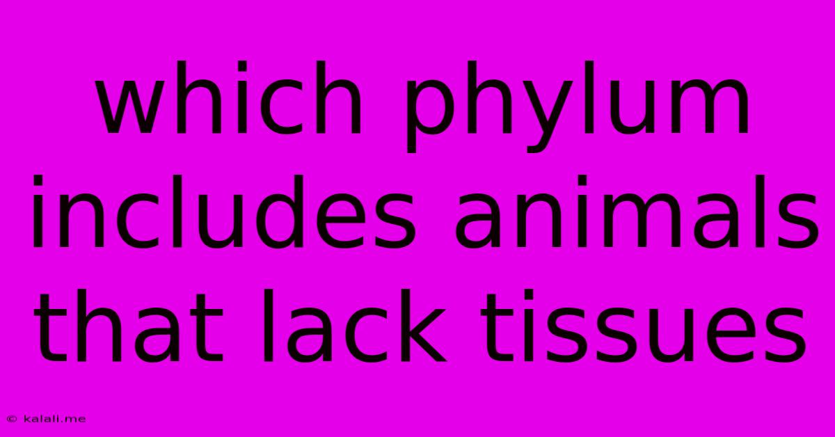 Which Phylum Includes Animals That Lack Tissues