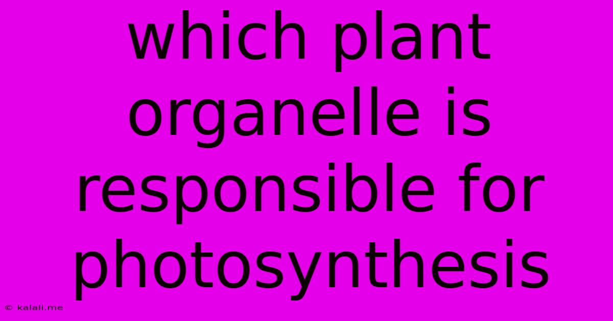 Which Plant Organelle Is Responsible For Photosynthesis