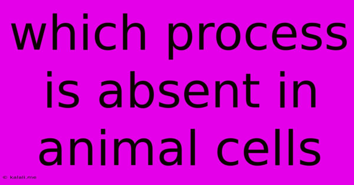 Which Process Is Absent In Animal Cells