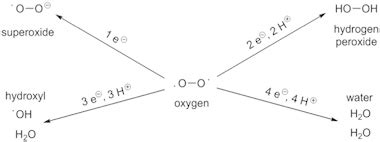 Which Process Reduces Molecular Oxygen To Water