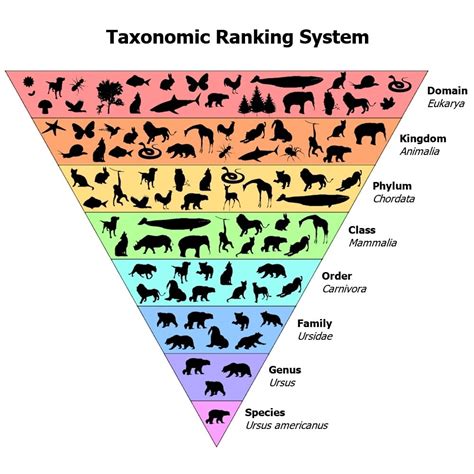 Which Taxon Includes The Broadest Characteristics