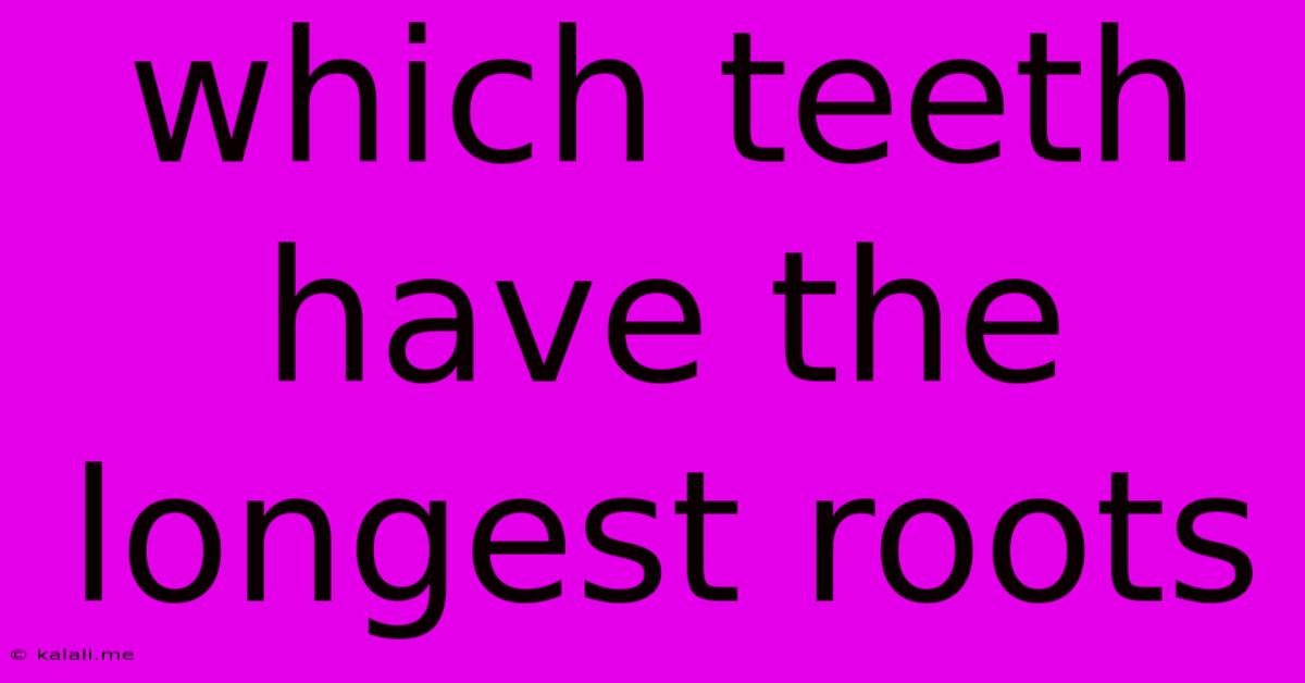Which Teeth Have The Longest Roots