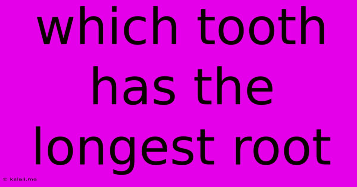 Which Tooth Has The Longest Root