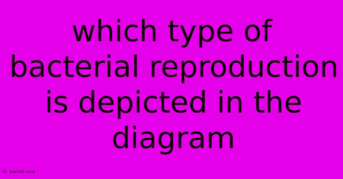 Which Type Of Bacterial Reproduction Is Depicted In The Diagram