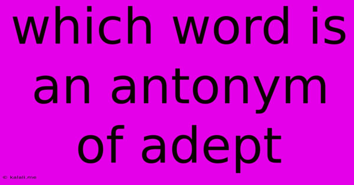 Which Word Is An Antonym Of Adept