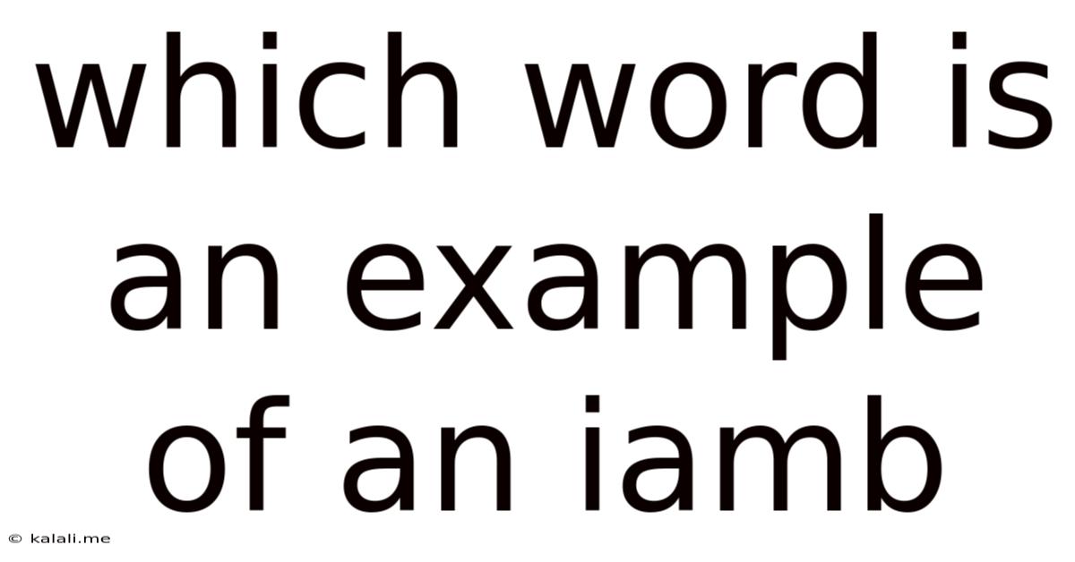 Which Word Is An Example Of An Iamb