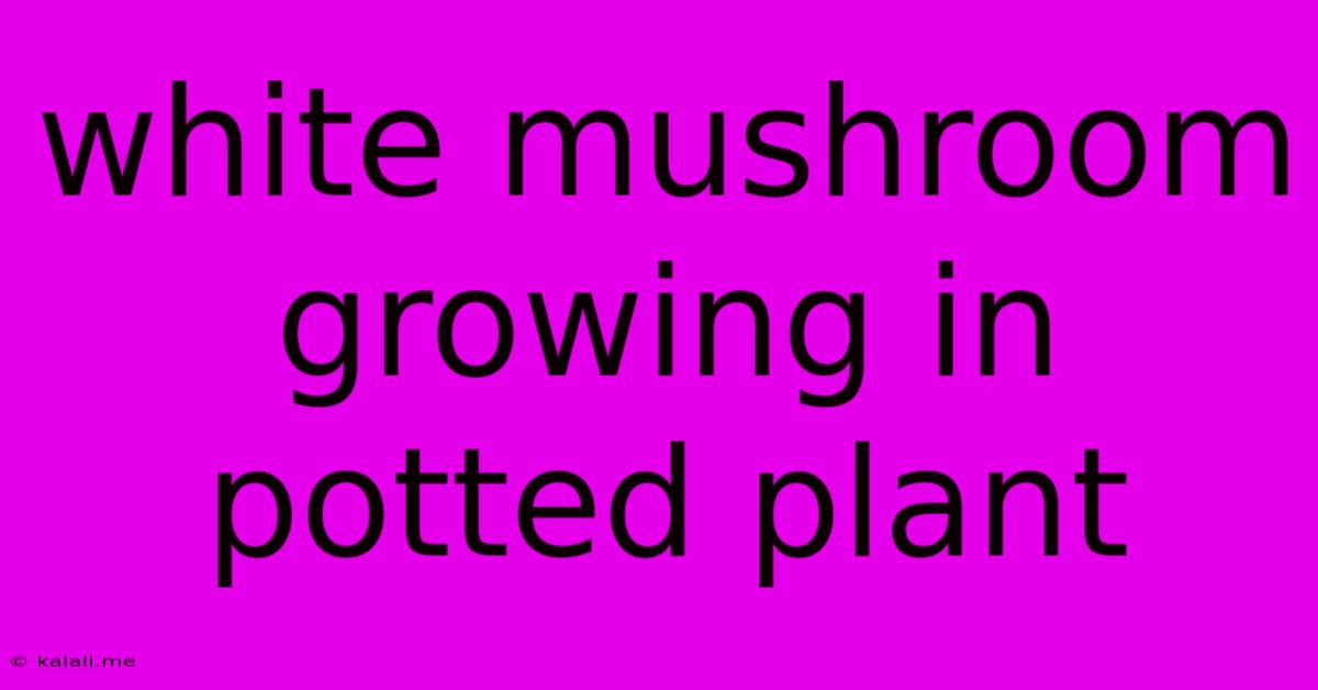 White Mushroom Growing In Potted Plant