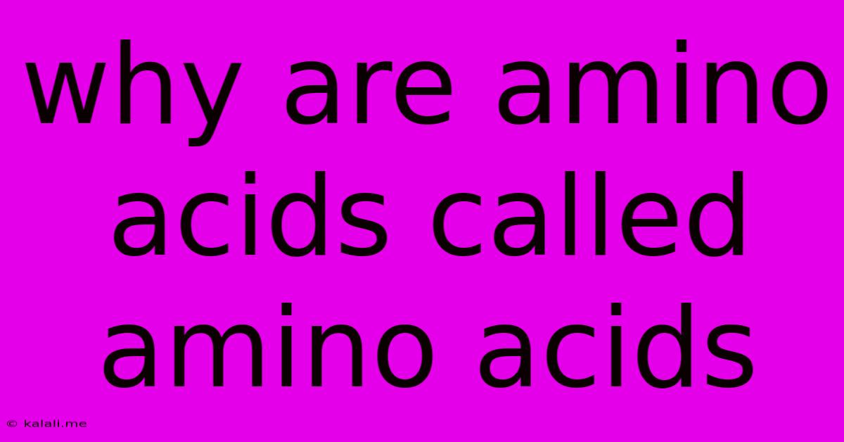 Why Are Amino Acids Called Amino Acids