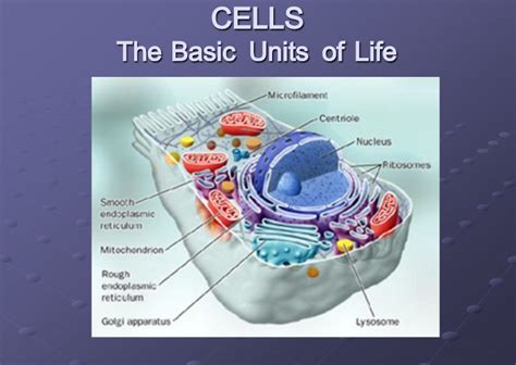 Why Are Cells Called The Fundamental Unit Of Life