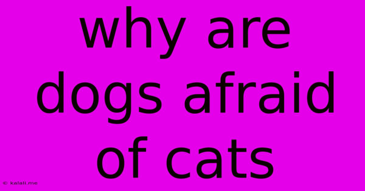 Why Are Dogs Afraid Of Cats