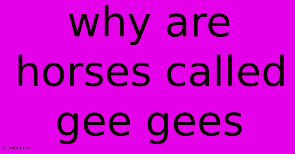 Why Are Horses Called Gee Gees