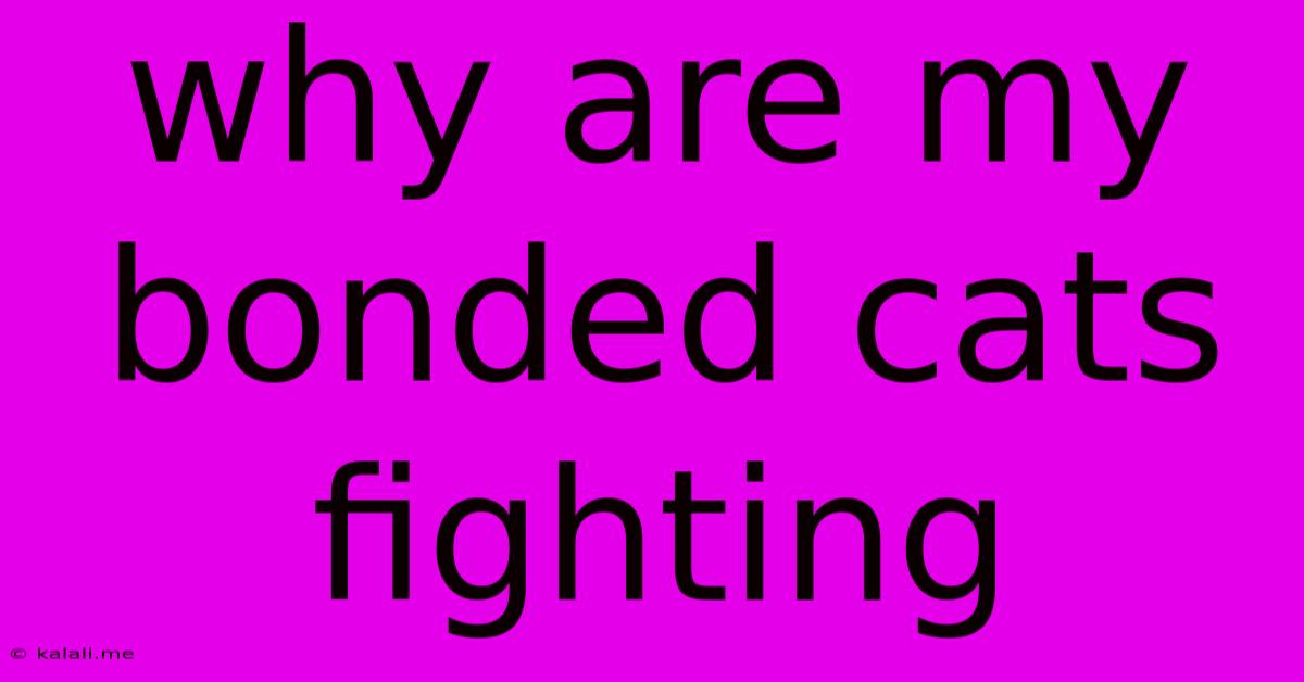 Why Are My Bonded Cats Fighting