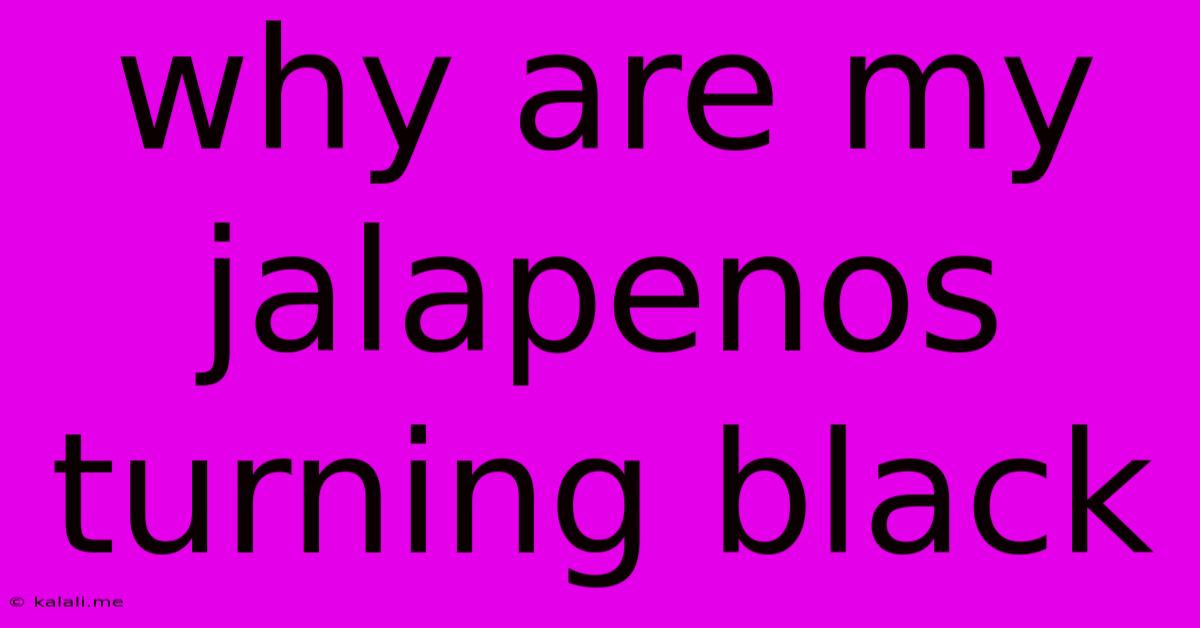 Why Are My Jalapenos Turning Black