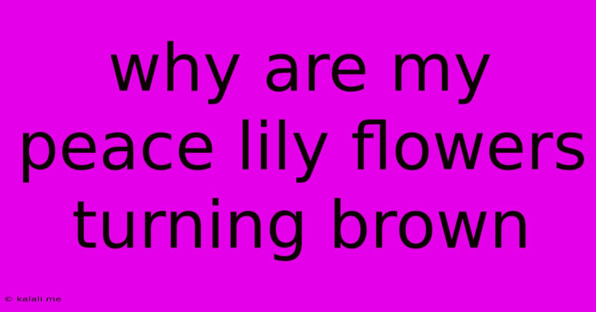 Why Are My Peace Lily Flowers Turning Brown