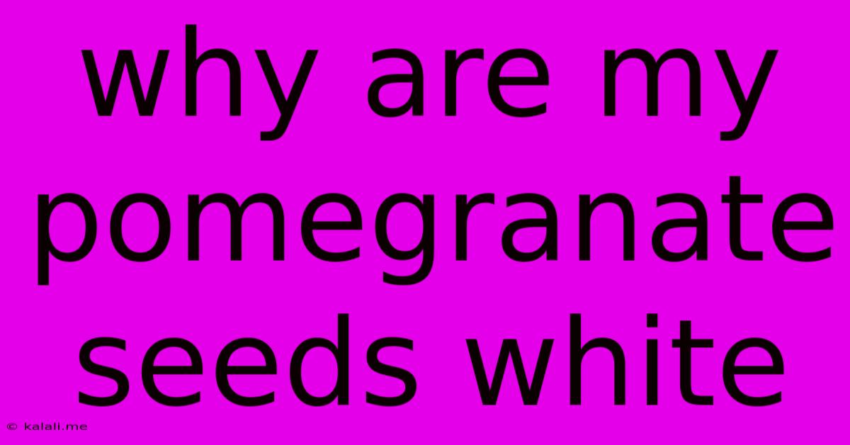 Why Are My Pomegranate Seeds White