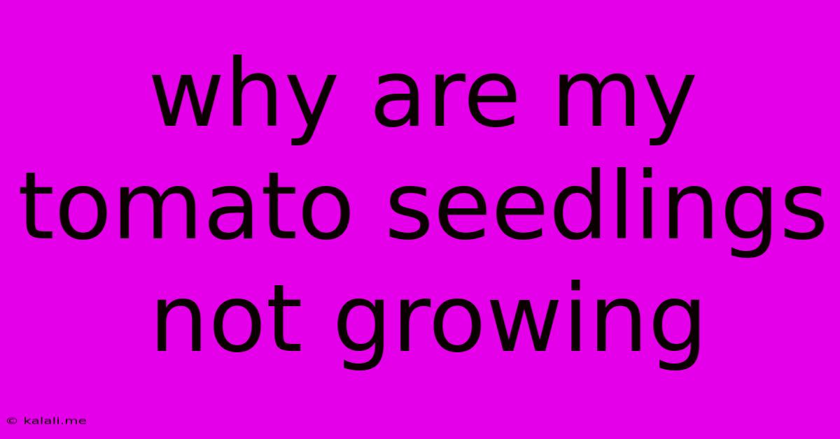Why Are My Tomato Seedlings Not Growing