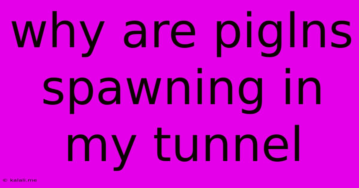 Why Are Piglns Spawning In My Tunnel