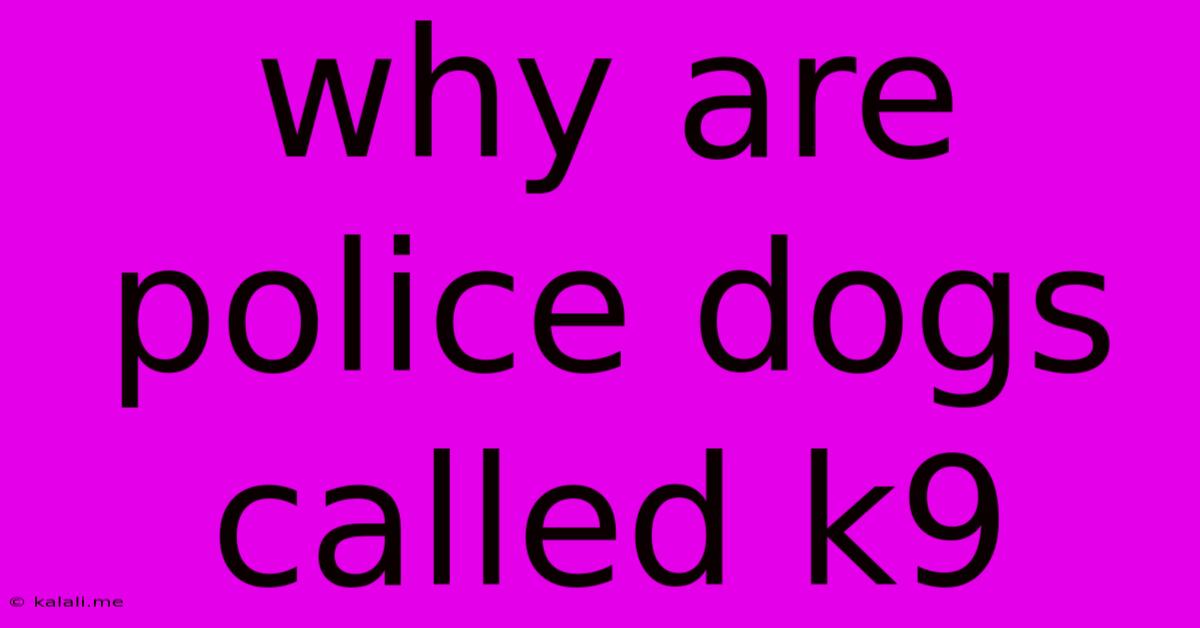 Why Are Police Dogs Called K9