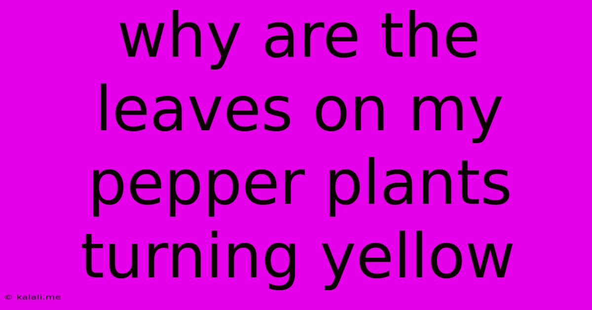 Why Are The Leaves On My Pepper Plants Turning Yellow