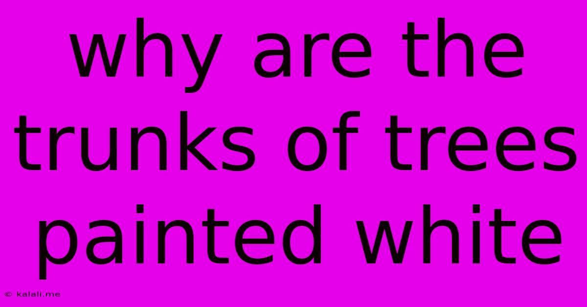 Why Are The Trunks Of Trees Painted White