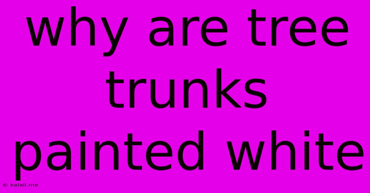 Why Are Tree Trunks Painted White