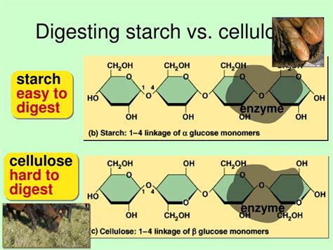 Why Can We Digest Starch But Not Cellulose