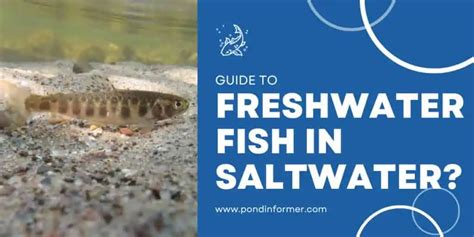 Why Can't Freshwater Fish Survive In Saltwater