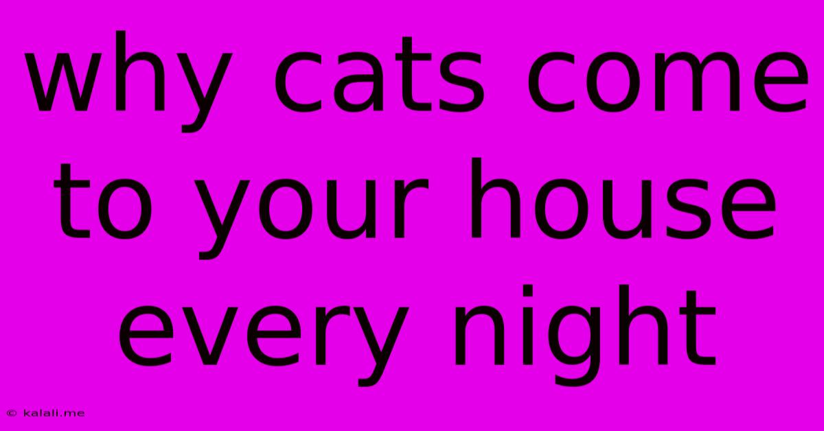 Why Cats Come To Your House Every Night