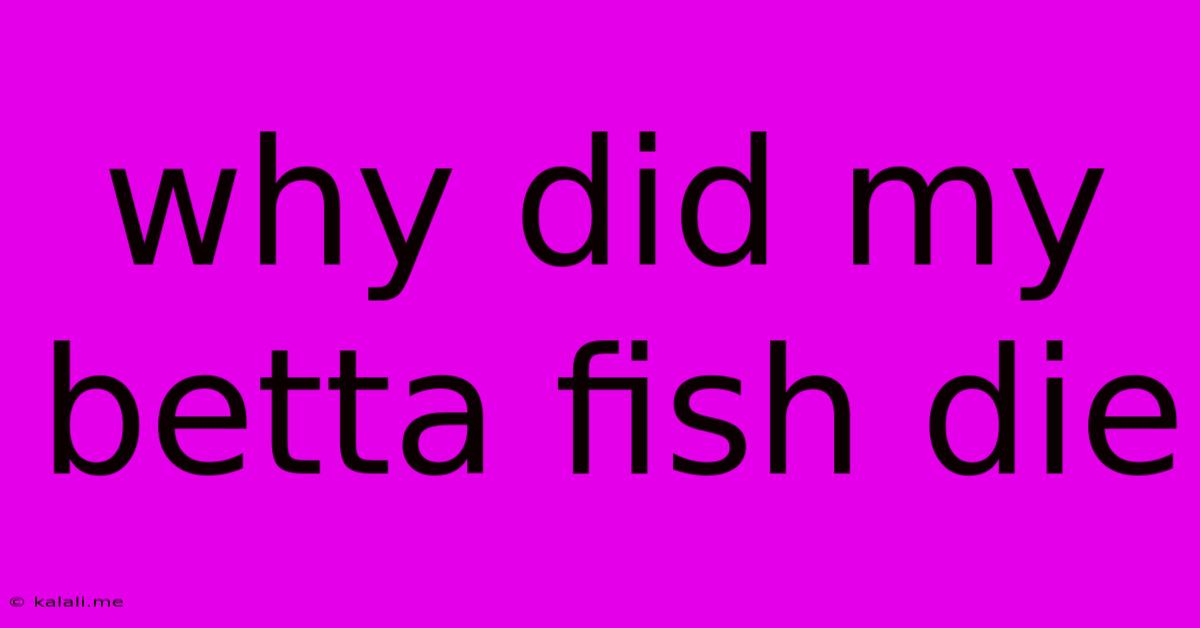 Why Did My Betta Fish Die