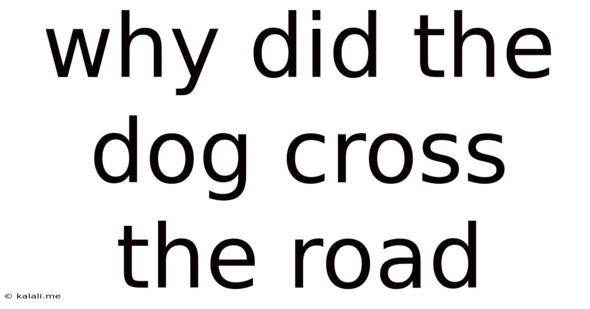 Why Did The Dog Cross The Road