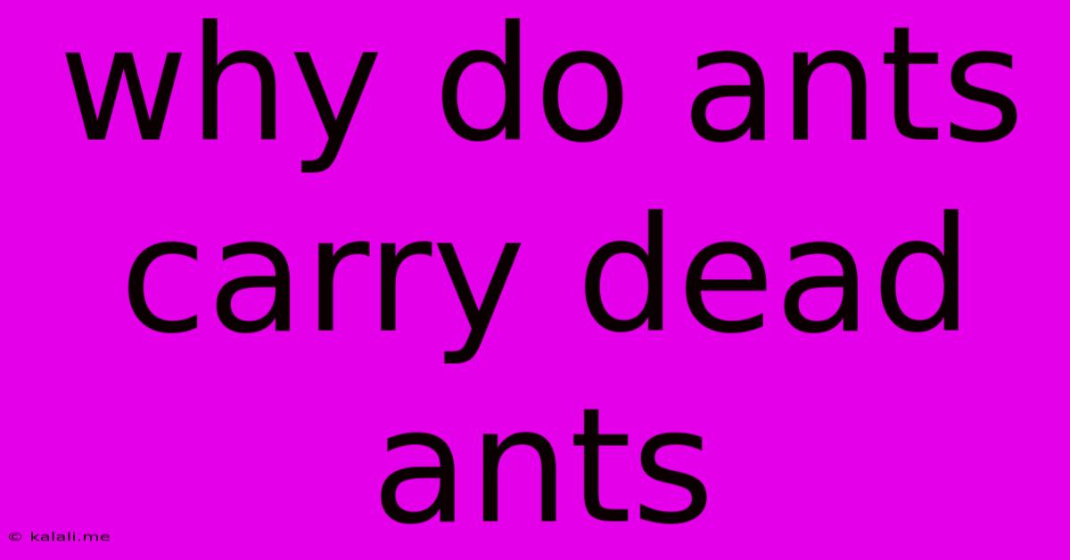 Why Do Ants Carry Dead Ants