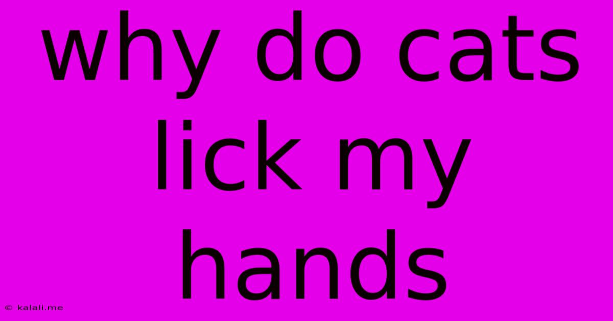 Why Do Cats Lick My Hands