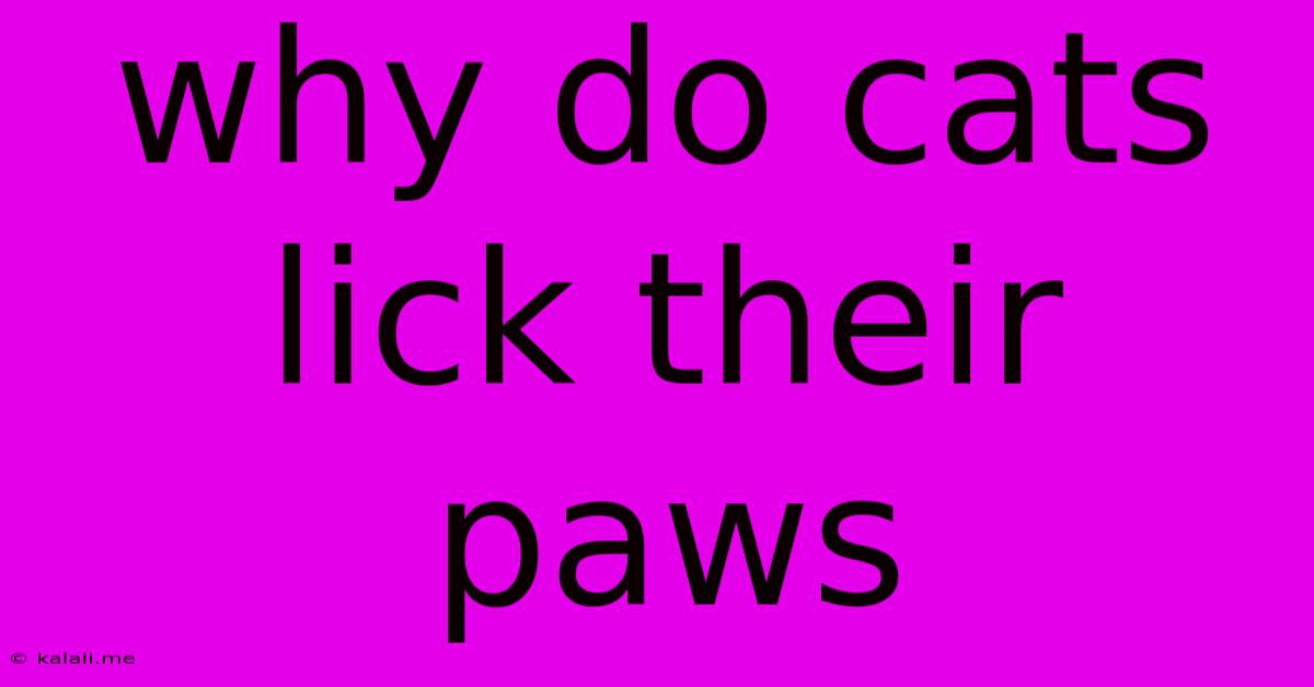 Why Do Cats Lick Their Paws