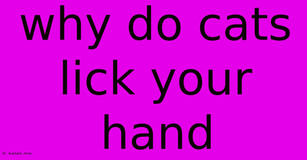 Why Do Cats Lick Your Hand