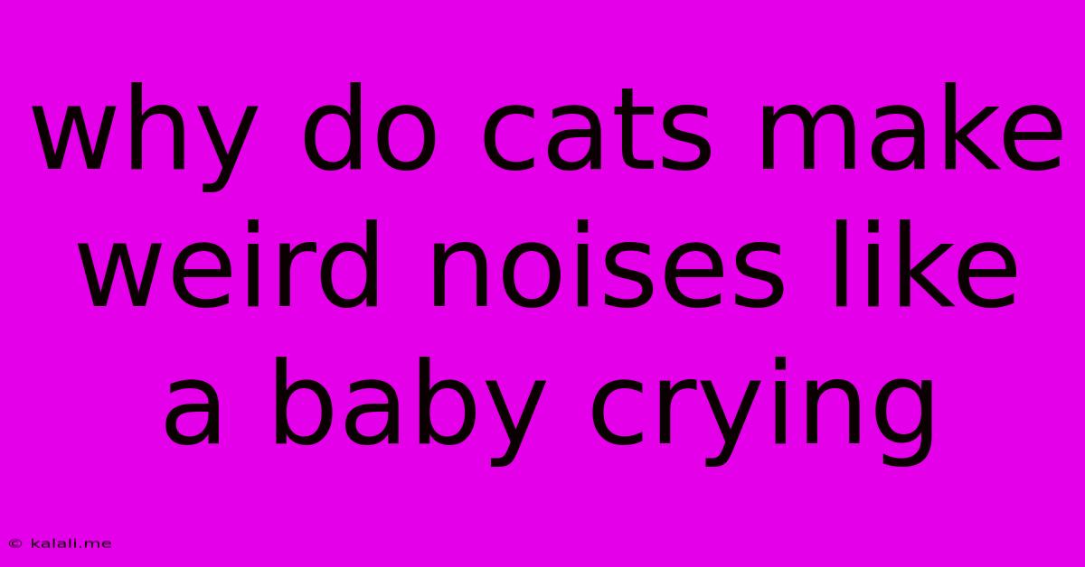 Why Do Cats Make Weird Noises Like A Baby Crying