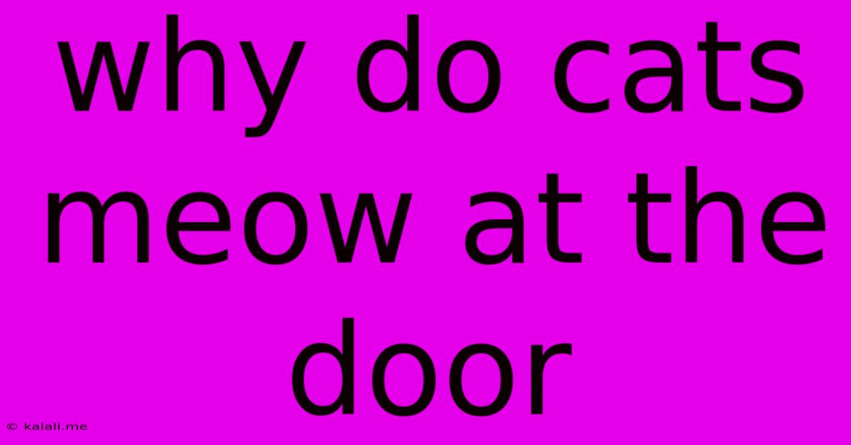 Why Do Cats Meow At The Door