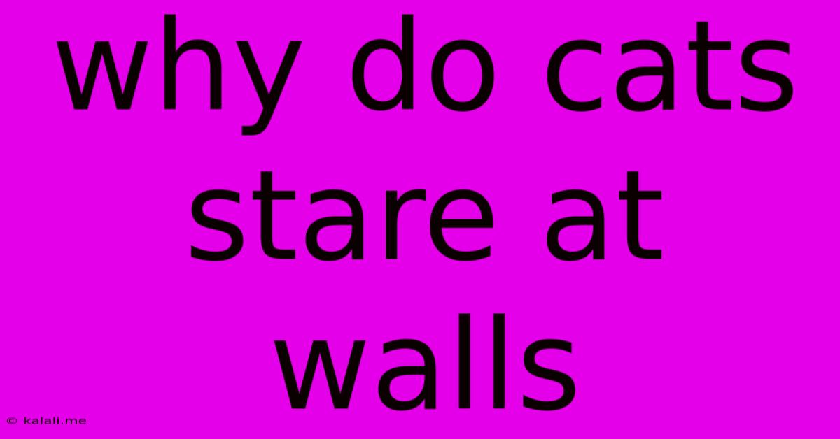 Why Do Cats Stare At Walls