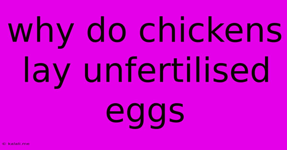 Why Do Chickens Lay Unfertilised Eggs