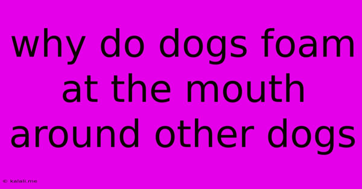 Why Do Dogs Foam At The Mouth Around Other Dogs