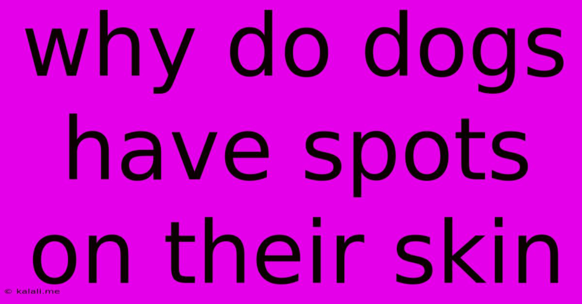 Why Do Dogs Have Spots On Their Skin
