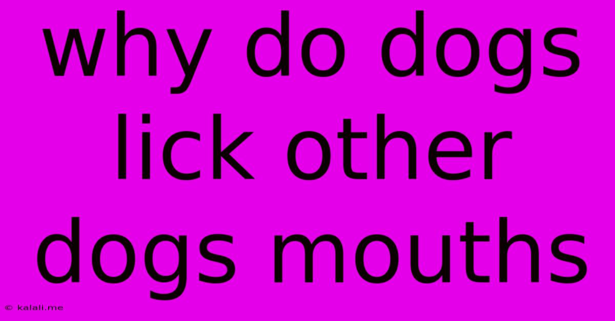 Why Do Dogs Lick Other Dogs Mouths